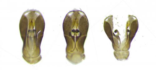 Dolichurus corniculus